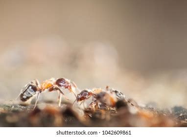 Industrious Ants On Tree Stock Photo 1042609861 | Shutterstock