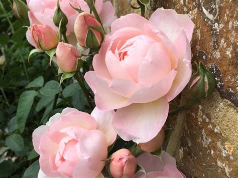 The best climbing roses for walls - Saga