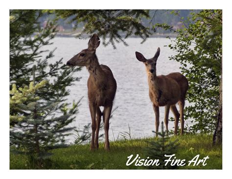 deer lake tahoe Wildlife Photography Print. by VisionFineArt