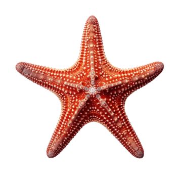 Starfish Brown Red Color, Starfish, Orange, Brown PNG Transparent Image and Clipart for Free ...