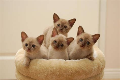 How to care for a newborn kitten? - BestHouseCatCare