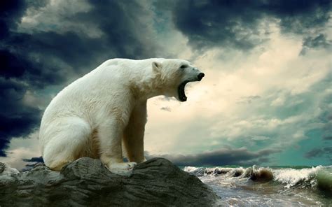 Polar Bears HD Wallpapers - Wallpaper Cave