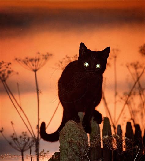 Crepuscular: animals active primarily during twilight (i.e. dawn and ...