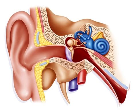 What causes your Benign Paroxysmal Positional Vertigo (BPPV) symptoms ...