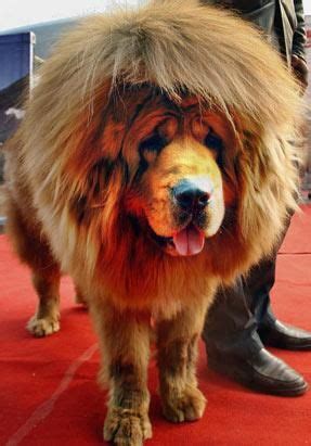 Lion Tibetan Mastiff Price - Price Mania