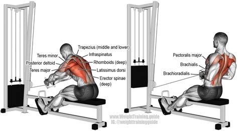 Seated cable row exercise instructions and video | Weight Training ...