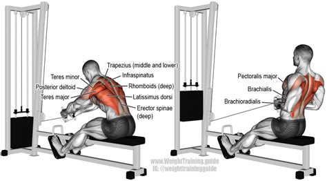 Seated cable row exercise instructions and video | Weight Training ...