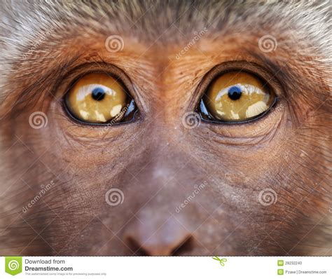 Monkey Yellow Eyes Close Up - Macaca Fascicularis Stock Photo - Image of nature, macaque: 28232240