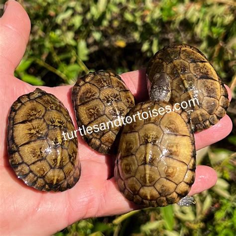 Coahuilan Box Turtle (Terrapene coahuila) CB 2021. FLORIDA SALES ONLY ...