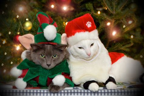 Silly Cat Pictures: christmas cats