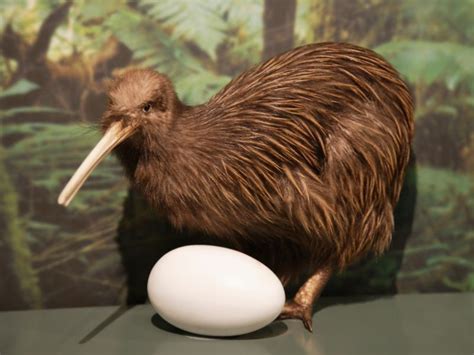 Kiwi Bird Egg: How Big Is It, How Long Does It Take To Hatch, And More! | Kidadl