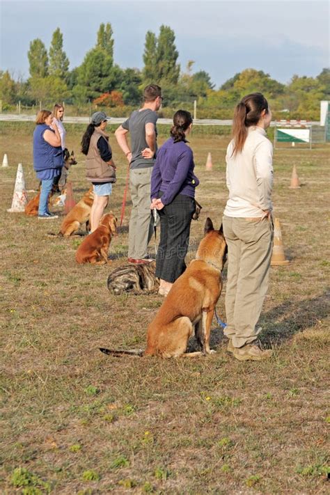 Training with dogs stock photo. Image of shepherd, quiet - 5008440