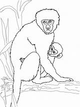 Free Printable Monkey Coloring Pages For Kids sketch template