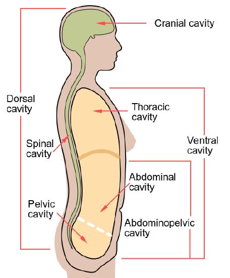 10.5: Human Body Cavities - Biology LibreTexts | Human body anatomy ...