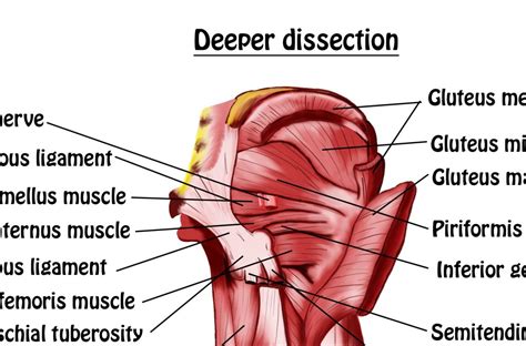 SMRT: Hips, Lower Back, & Abdomen – MASSAGE Magazine