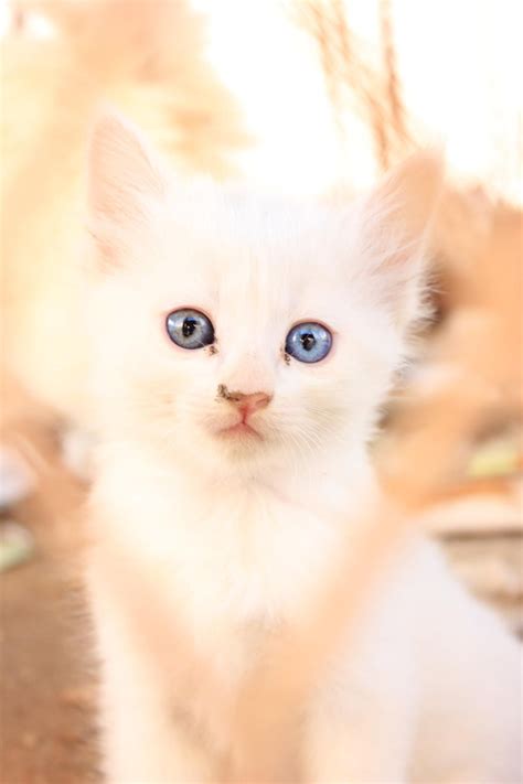 8+ Cute White Cat With Blue Eyes - Cats Sarahsoriano