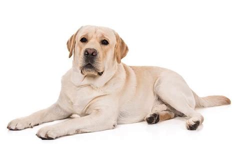 10 Velcro Dog Breeds That Will Cling to Your Side - Good Doggies Online | Labrador retriever ...