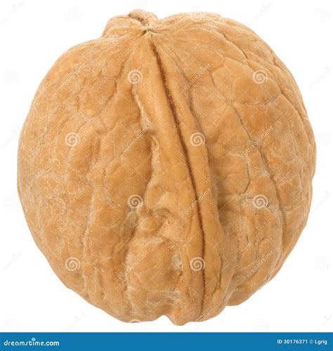 Walnut close up stock image. Image of nutshell, close - 30176371