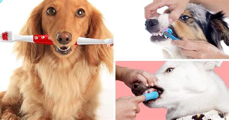 5 Toothbrushes That'll Make Your Pooch Smile From Ear To Ear!