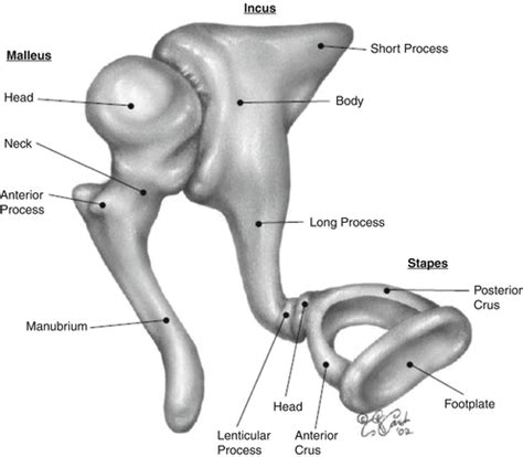 the cog middle ear - Google Search | Anatomy bones, Middle ear, Audiology