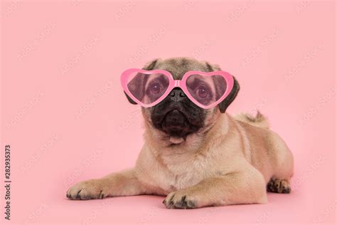 Cute young pug dog wearing pink heart shaped sunglasses lying down on a pink background Stock ...