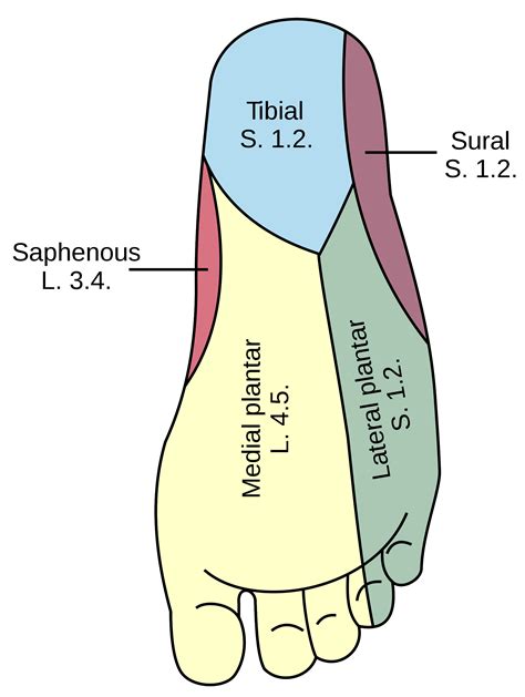 Foot Dermatome Map | Dermatome Map