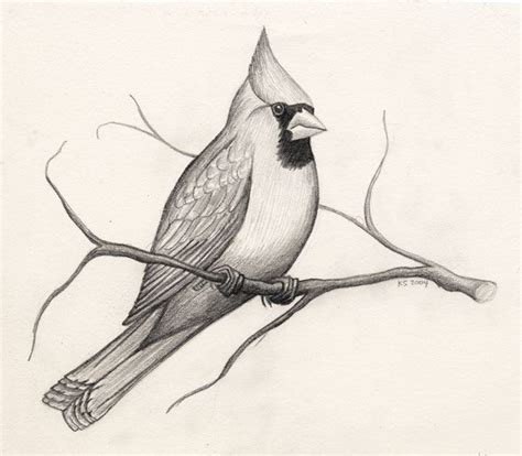 Just chillin in a tree happy as could be | Bird drawings, Sketches, Bird pencil drawing