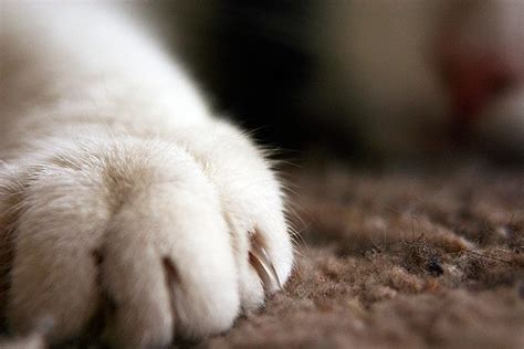 Cat Paw | ALT1040 | Flickr