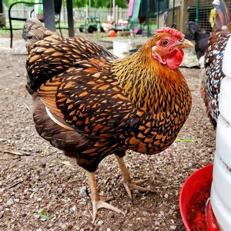 Top 11 Dual Purpose Chicken Breeds - Best for Eggs & Meat