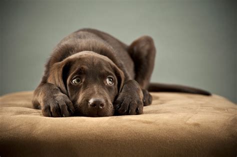 Most Common Dog Phobias & How to Manage | Canna-Pet®