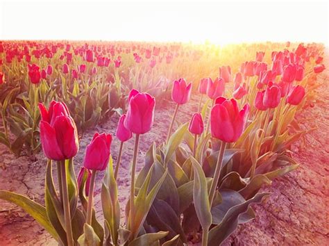 Sunrise Tulips | Seattle Flickr Meetup Roozengaarde Tulip Fi… | Flickr