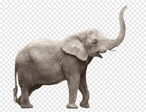 Elephant side view, animal, giant png | PNGEgg