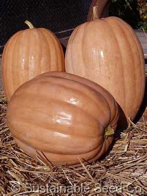 Dickinson Pumpkin Seeds - Sustainable Seed Co. | Organic pumpkin seeds, Pumpkin, Organic seeds