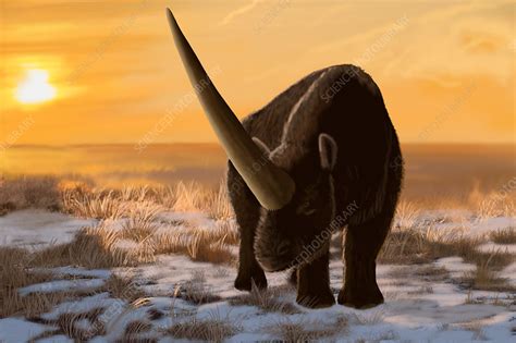 Elasmotherium sibiricum, Pleistocene Rhinoceros - Stock Image - C050 ...