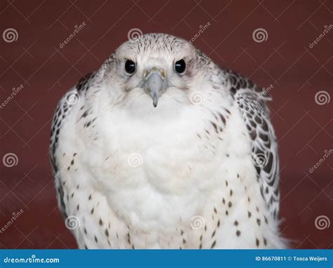 Peregrine Falcon, the Fastest Bird Stock Image - Image of feathers ...