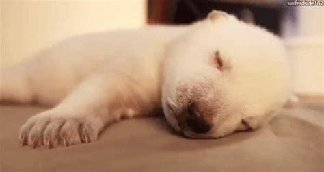 Sleeping Baby Puppy GIFs | Tenor