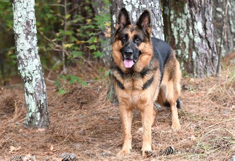 German Shepherd K9 Police Dog Stock Image - Image of leash, belgian ...