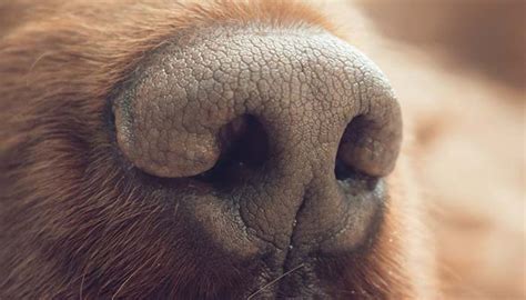 What Does It Mean When a Dog’s Nose is Dry? – Top Dog Tips