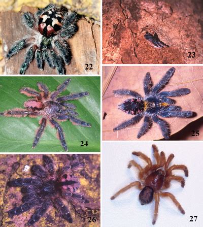 Say hello to nine new species of tarantula! And now say goodbye. | Grist