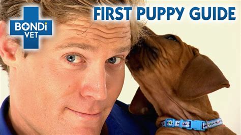 Dr Chris' First Puppy Guide 🐶| Special Episode | Bondi Vet - YouTube