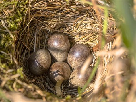 Meadow Pipit Bird Facts (Anthus pratensis) | Birdfact