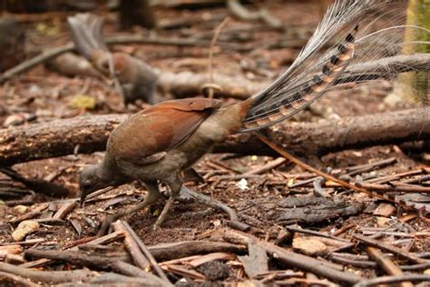 Birds With Long Tail Feathers – Global Birding Initiative