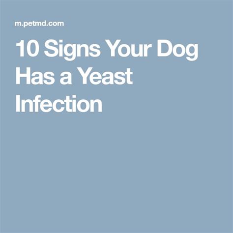 10 Signs Your Dog Has a Yeast Infection | Yeast infection, Treat yeast ...