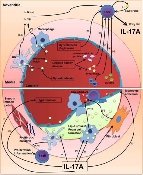 Figure 1 from Interleukin 17A in atherosclerosis - Regulation and pathophysiologic effector ...