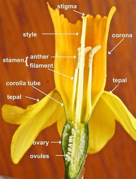 Flower Ovary Position - Tree Guide UK Flower ovary position