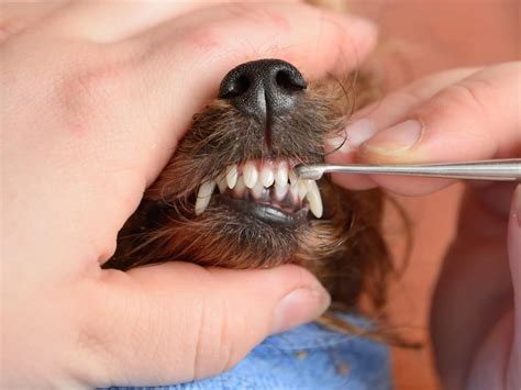 How to Keep Your Dog's Teeth Clean | Port Road Vet