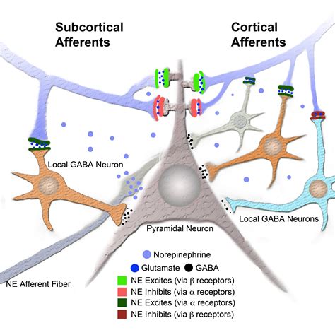 Gabaergic neurons