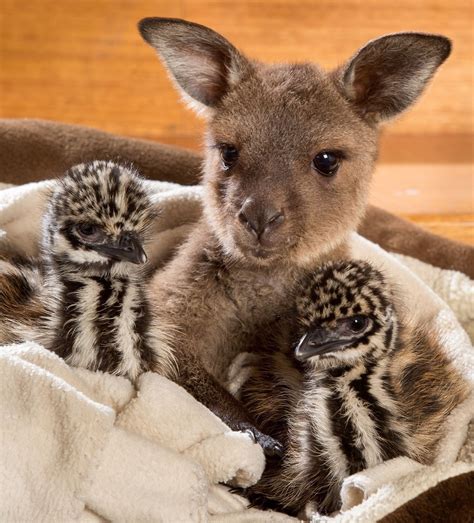 These Baby Emus Cuddling A Baby Kangaroo Will Make Your Heart Explode