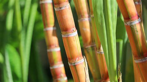 Sugarcane | Crops | Plantix