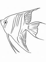 Angelfish Coloring Pages sketch template